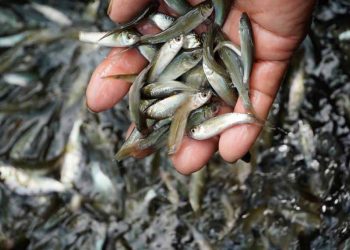 Cá linh non mùa lũ -2