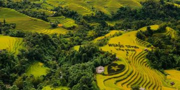 Mùa vàng Hoàng Su Phì -5