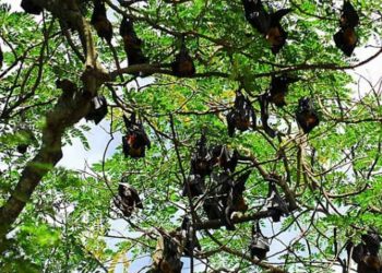 Rợp trời cánh dơi -12