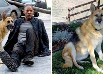 Diễn viên và bạn diễn loài vật -9