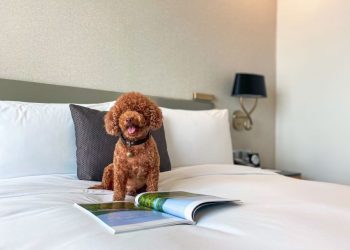 Oakwood Residence Saigon ra mắt gói nghỉ dưỡng “Staycation” thân thiện với thú cưng