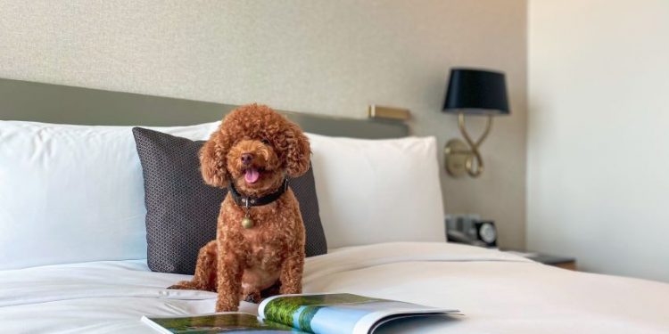 Oakwood Residence Saigon ra mắt gói nghỉ dưỡng “Staycation” thân thiện với thú cưng