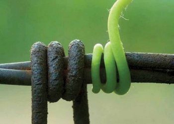 Ngôn ngữ tình yêu trong gia đình tôi: Kiềm chế -2