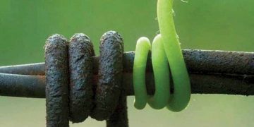 Ngôn ngữ tình yêu trong gia đình tôi: Kiềm chế -2