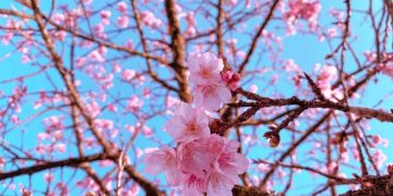 Hoa anh đào Nhật đang khoe sắc tuyệt đẹp tại 'thành phố mây ngàn' -5