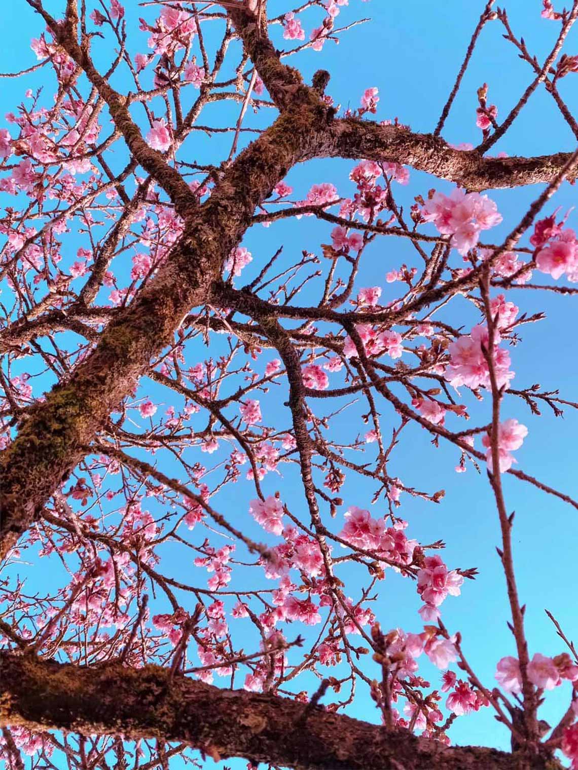 Hoa anh đào Nhật đang khoe sắc tuyệt đẹp tại 'thành phố mây ngàn' -7