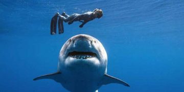 Tiểu thuyết Hàm cá mập và nỗi ân hận muộn màng của tác giả -4