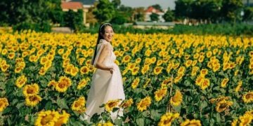 Cánh đồng hoa mặt trời của startup 9x thu hút đông đảo khách tham quan -10