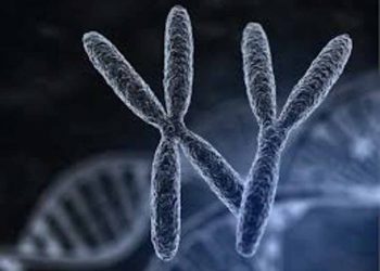 Nhiễm sắc thể giới tính ảnh hưởng đến tuổi thọ? - 3