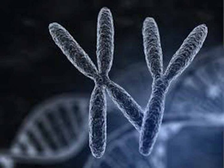 Nhiễm sắc thể giới tính ảnh hưởng đến tuổi thọ? - 3