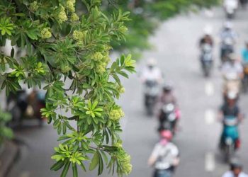 Từ hoa sữa nghĩ về cây xanh đô thị -1