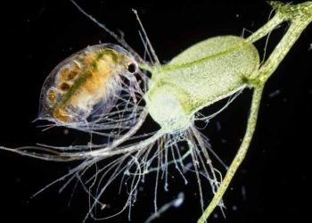 Những thực vật hung tàn nhất thế giới - 8