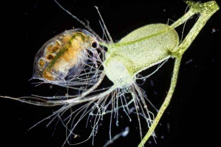 Những thực vật hung tàn nhất thế giới - 8