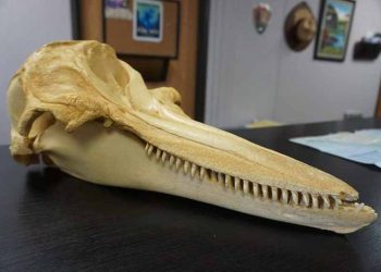 Những tiền tệ cổ bạn chưa bao giờ nghe nói đến - 7