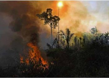 Suy thoái môi trường khiến loài người đối diện 'tương lai kinh khủng của đại tuyệt chủng' - 1