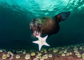 Choáng ngợp với loạt ảnh đẹp đoạt giải Cuộc thi chụp ảnh dưới nước năm 2020 - 4