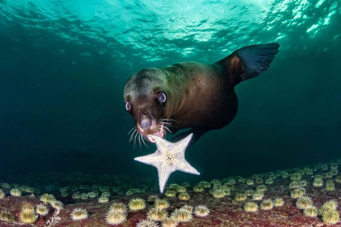 Choáng ngợp với loạt ảnh đẹp đoạt giải Cuộc thi chụp ảnh dưới nước năm 2020 - 4