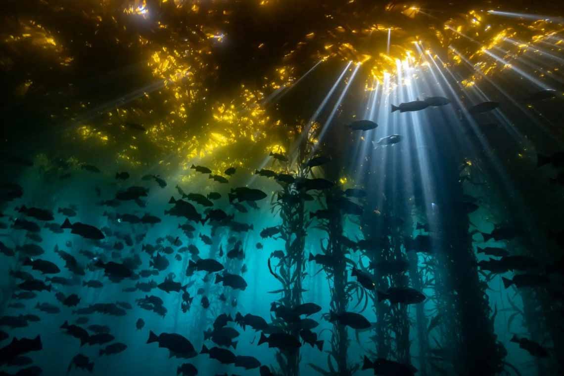 Choáng ngợp với loạt ảnh đẹp đoạt giải Cuộc thi chụp ảnh dưới nước năm 2020 - 13
