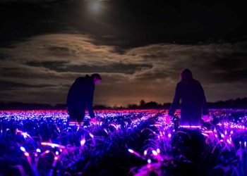 Dự án 'Grow' với cánh đồng phát sáng vào ban đêm tại Hà Lan