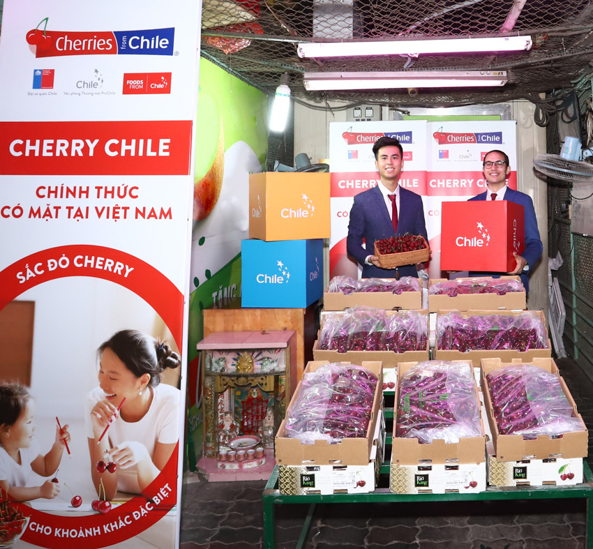Cherry Chile lần đầu được nhập khẩu vào Việt Nam - 2