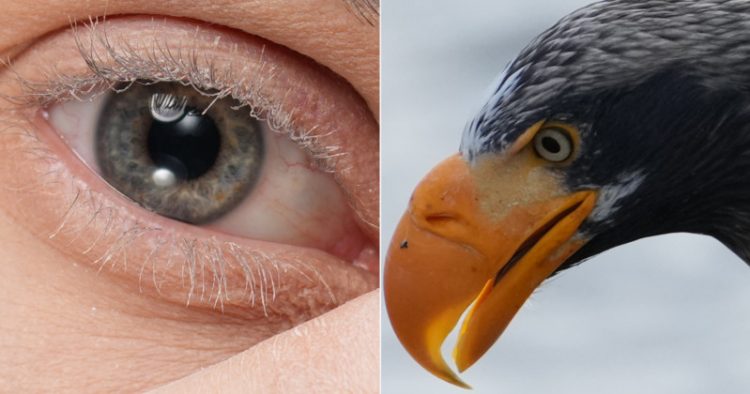 Hãy xem những bức ảnh có độ phân giải đầy đủ này từ Sony Alpha 1-1