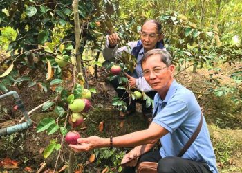 Độc đáo vú sữa không mủ, ăn luôn… vỏ!