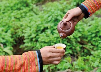 Tà Xùa một thức trà mây - 4