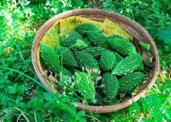 Canh khổ qua rừng - 4