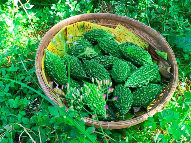 Canh khổ qua rừng - 4