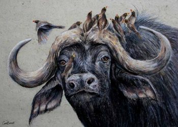 Thú vị động vật mang tên trâu bò - 2