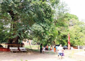 Về với thần cây - 1