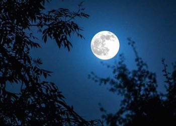 Ánh trăng ảnh hưởng đến động, thực vật như thế nào?