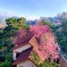 Ngôi nhà đẹp như cổ tích giữa lưng chừng đồi ở Đà Lạt