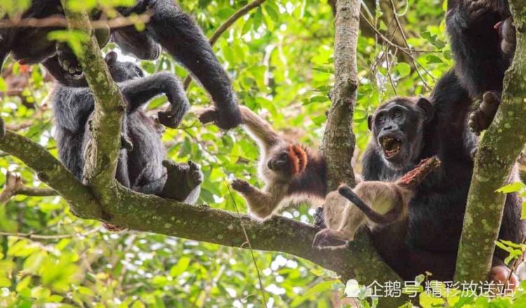 Những điều ít biết trong thế giới động vật - 2