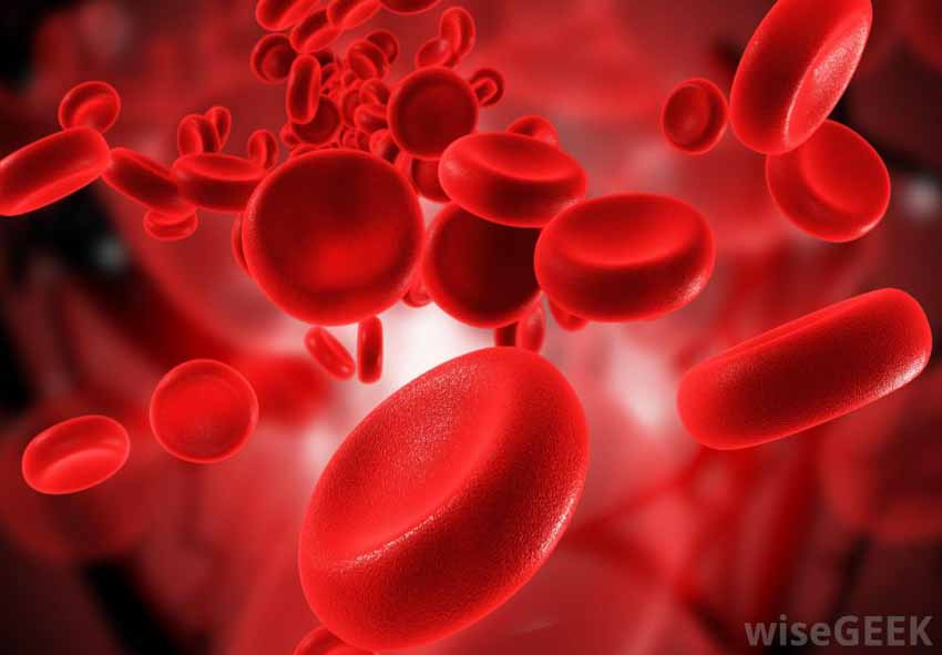 Máu nhân tạo và việc truyền máu nhân tạo - 1