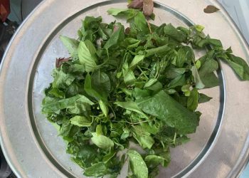 Đi tìm món rau 'gây tò mò''ở Cù Lao Chàm - 4