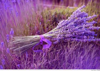 Truyện ngắn: Mùi oải hương - 2