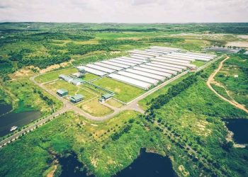 GREENFEED mở rộng thị trường, xuất khẩu heo giống GF24 chất lượng cao - 1