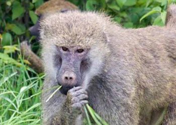 Những điều thú vị về người cổ đại mà bạn không biết - 4