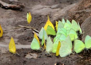 Mùa bướm sâu muồng - 1