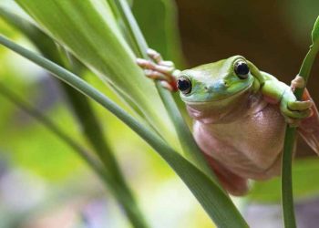 Buộc lưng con nhái đến chàng đưa tin - 2