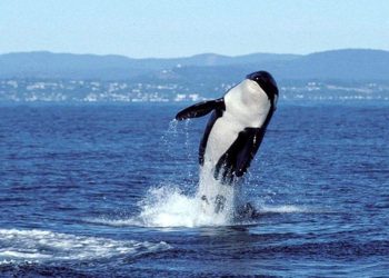 Xử lý và tận dụng xác cá voi - 2