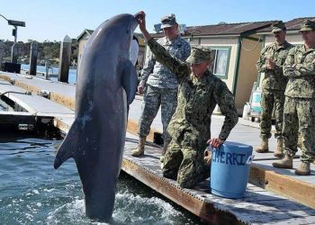 Biến động vật thành vũ khí chiến tranh - 1
