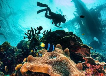 Lặn sâu tìm thần dược - 1