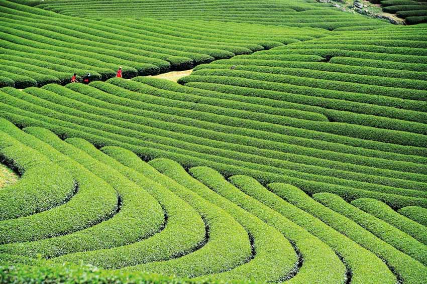 Trà Việt - từ vùng nguyên liệu đến tách trà - 5