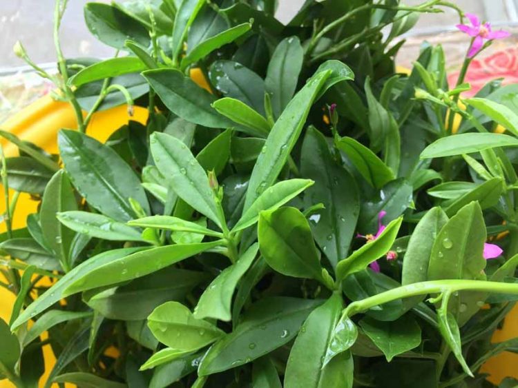 'Mát trời ông địa' tô canh tập tàng rau sâm đất ngày oi bức - 2