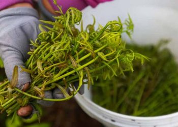 Đọt choại - rau rừng ngon... 'bẻ rổ' - 1