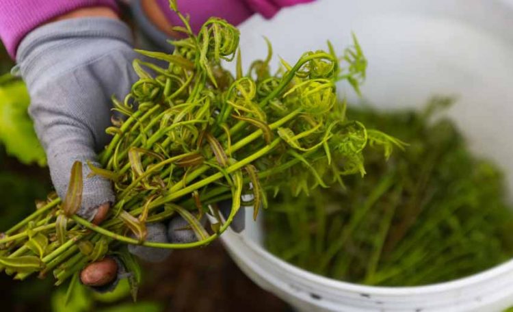 Đọt choại - rau rừng ngon... 'bẻ rổ' - 1