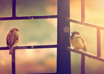 Sự tự do của thiên đường