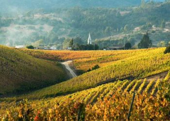 Thì ra đây là lý do vang Chile hợp khẩu vị Việt - 1